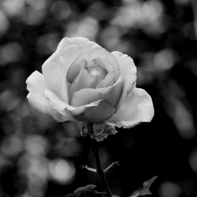 COLORIDAS ROSAS_13