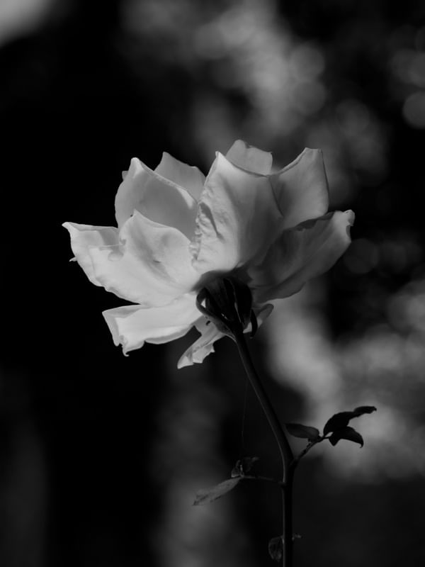 COLORIDAS ROSAS_14