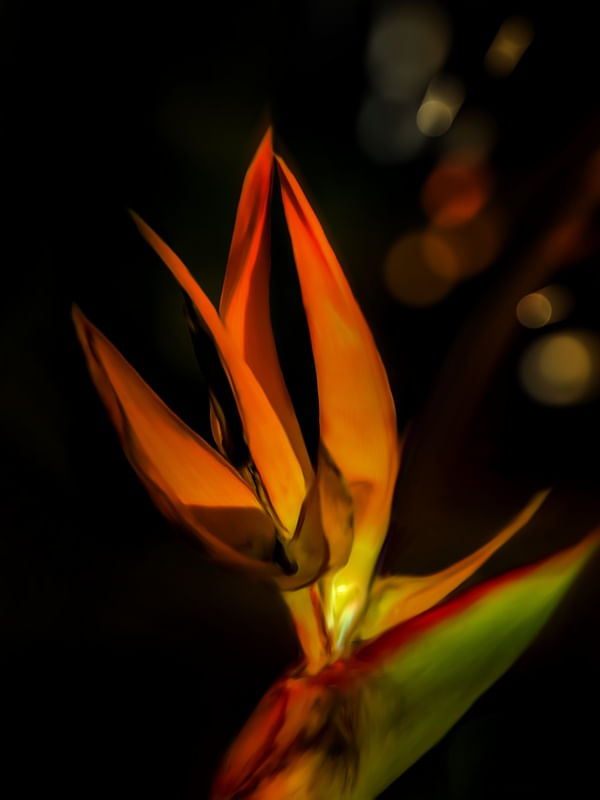 TONS DE LARANJA 2