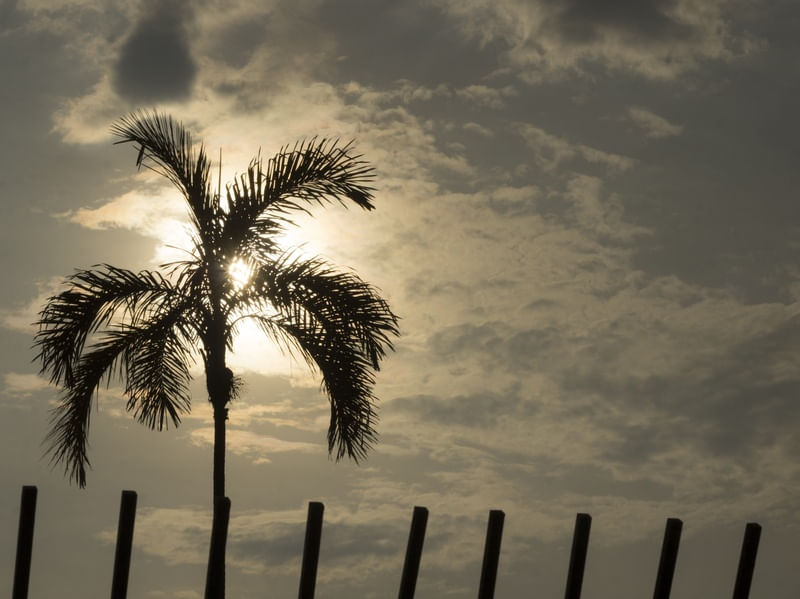 PALM SUNSET