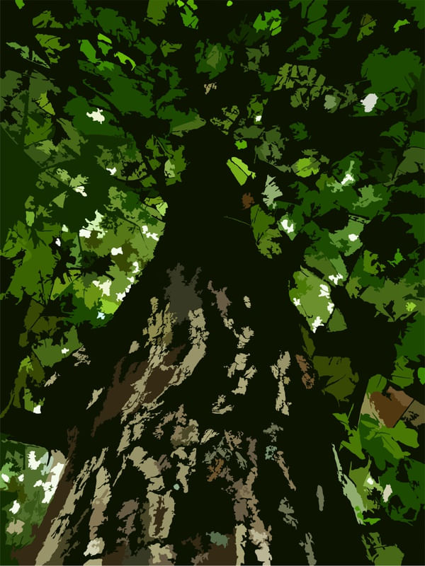 NATUREZA 1 - DV