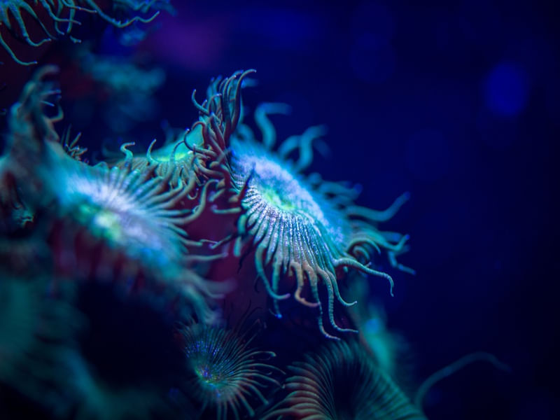 MARINE LIFE SERIES (8)