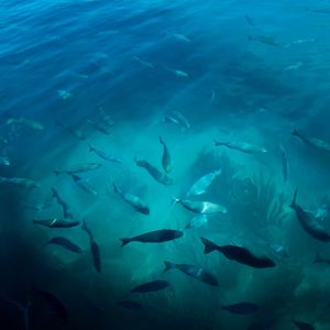 BERMUDA'S FISH
