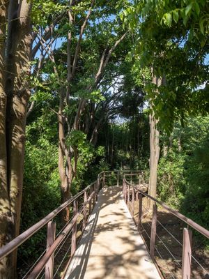 CAMINHOS EM NORONHA