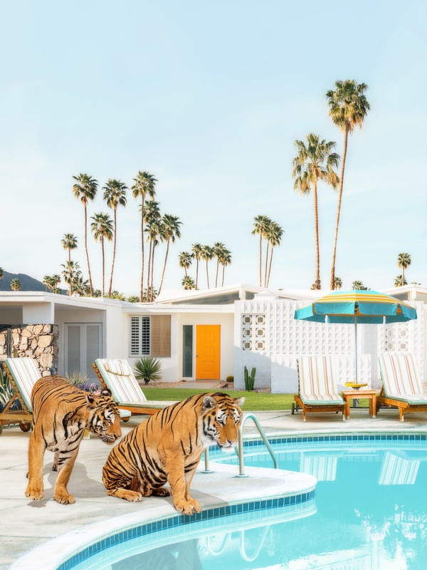 TIGERS AT THE POOL