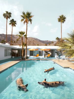 PIGS POOL PARTY