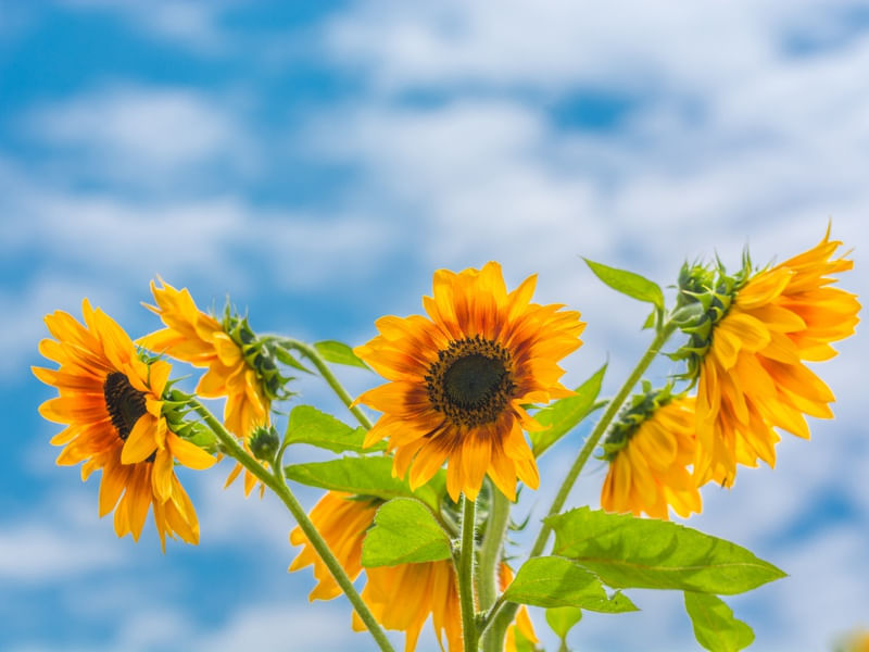 OS GIRASSÓIS DA PRIMAVERA (1)