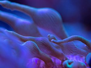 MARINE LIFE SERIES (28)