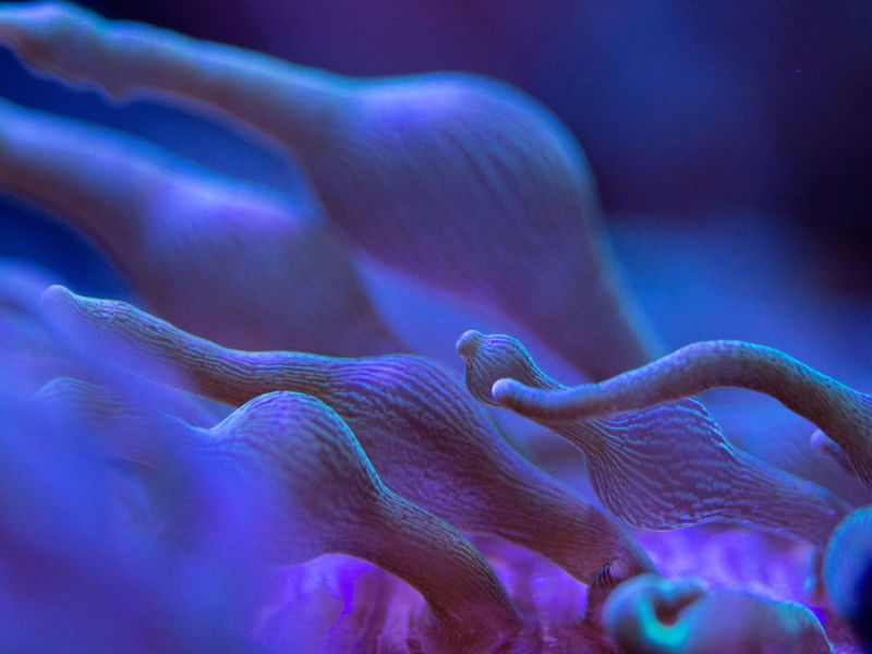 MARINE LIFE SERIES (28)