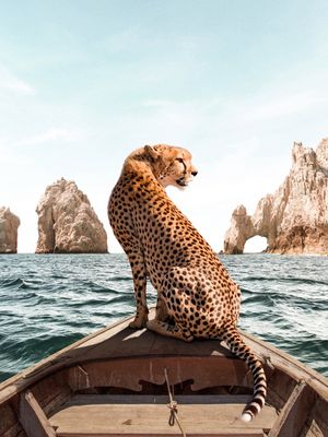 LOS CABOS