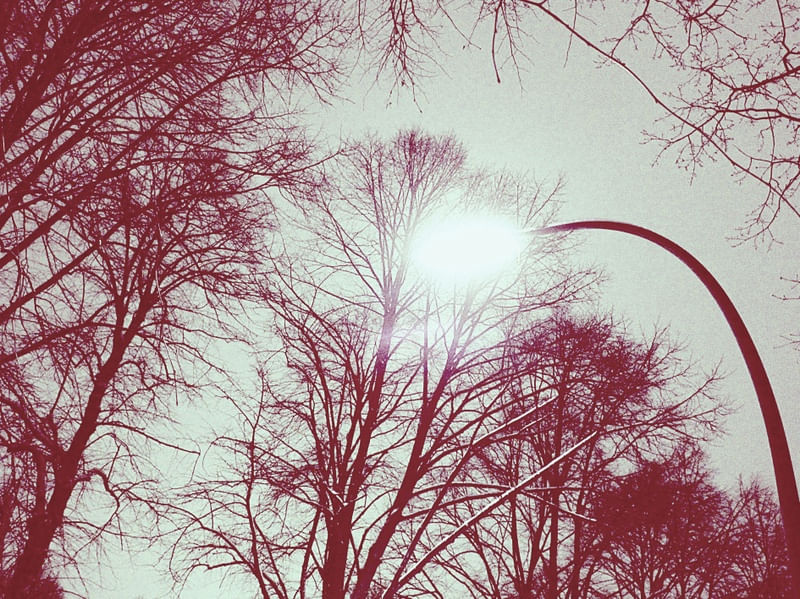 ROT BAUM