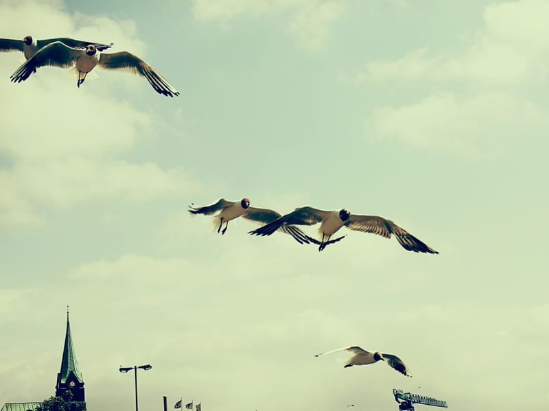 HARBOR BIRDS