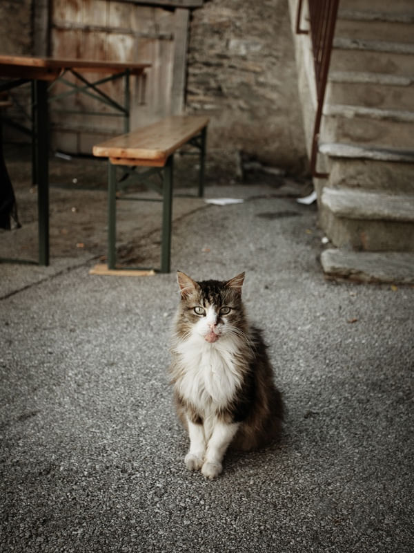 GATO