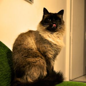 EAÍ CAT?!