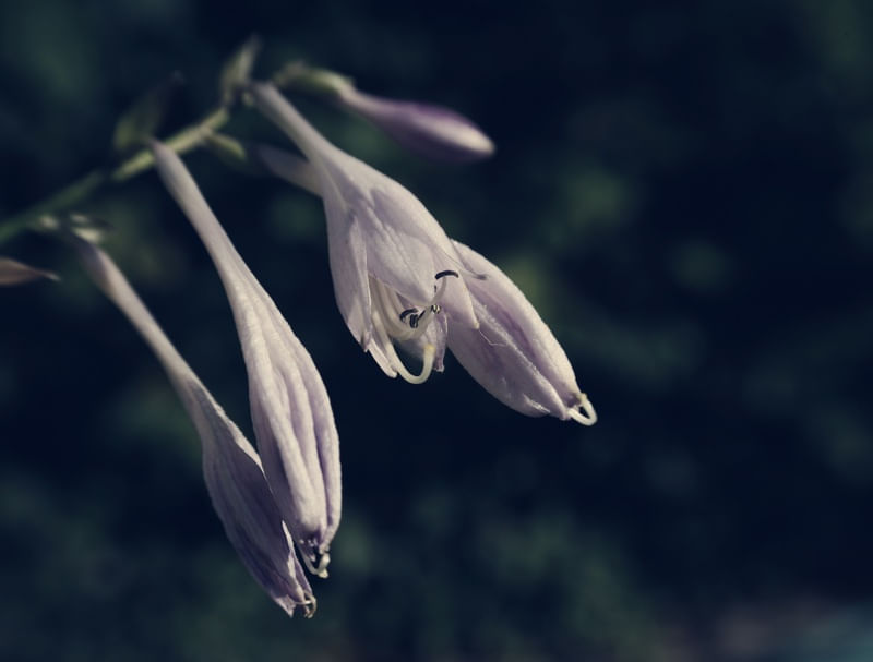LILAS