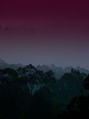 THE FOG