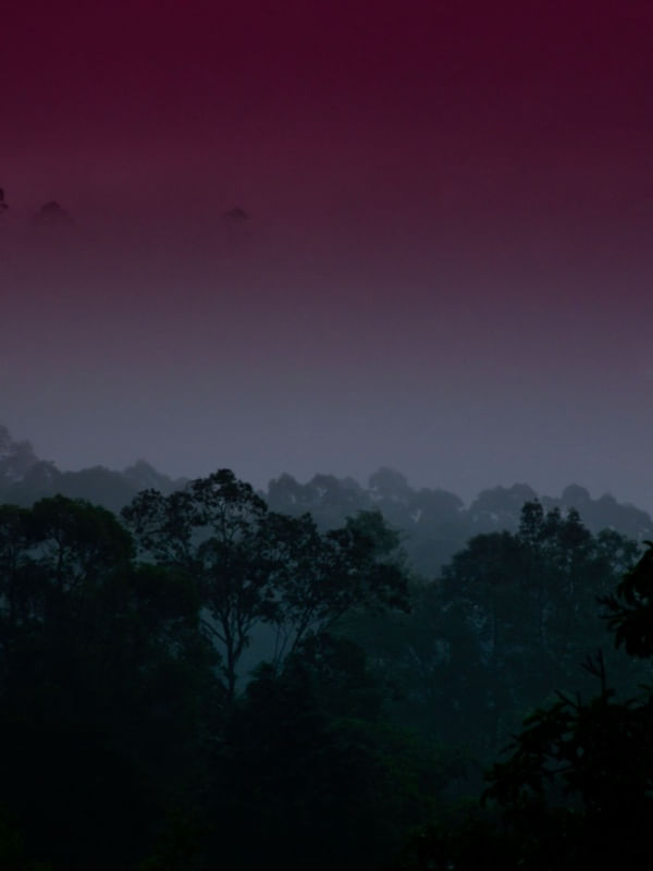 THE FOG