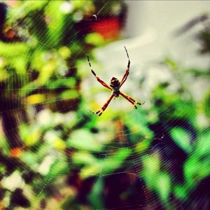 SPIDER