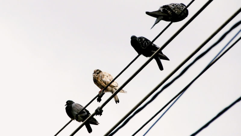 BIRDS ON WIRE