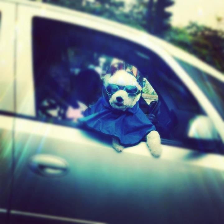 SUPER CÃO