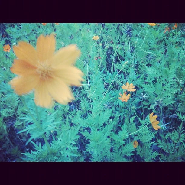 FLORES 2
