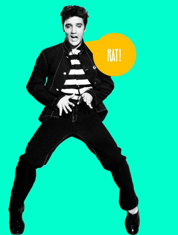 ELVIS RAT