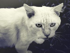 GATO BRANCO