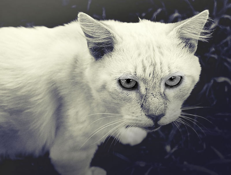 GATO BRANCO
