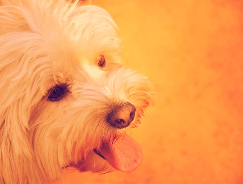 FLOQUINHO, O CÃO