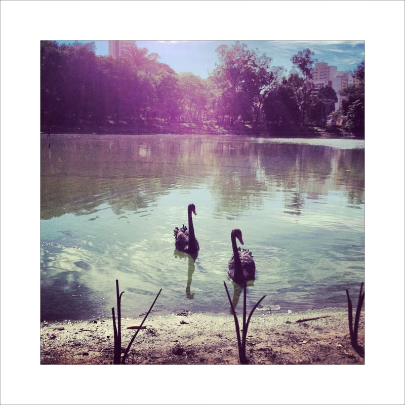 CASAL DE CISNES