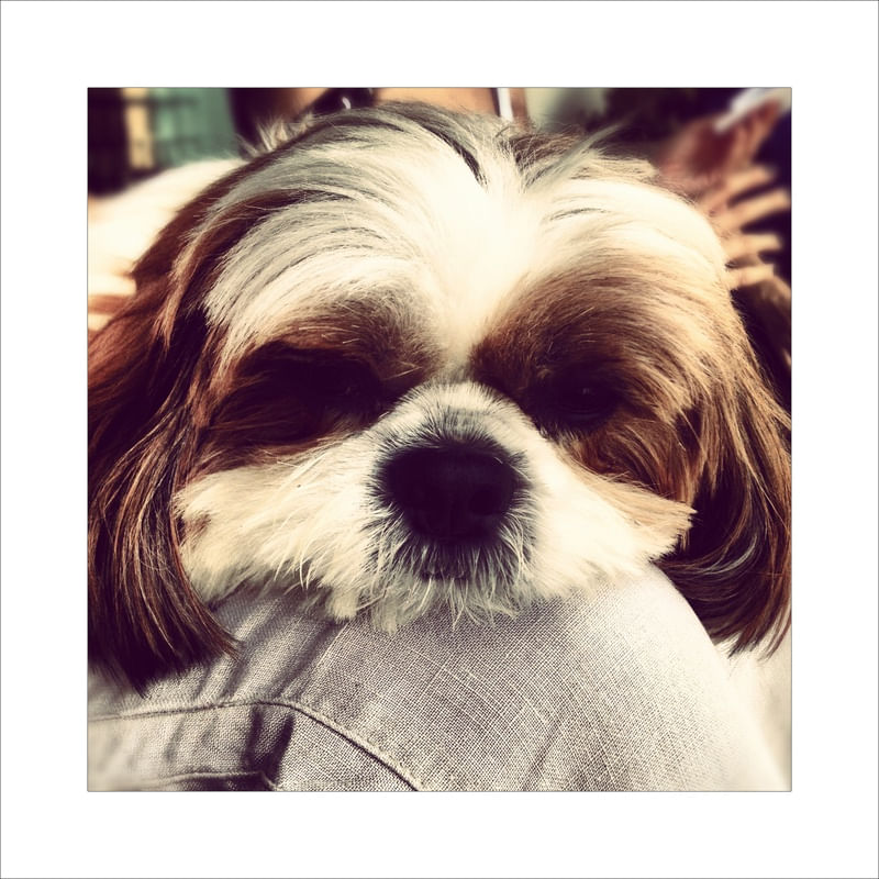 DOGS R LAZY