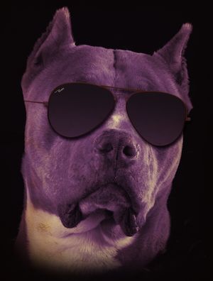 PITBULL SUNGLASS