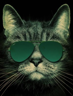 CAT SUNGLASS