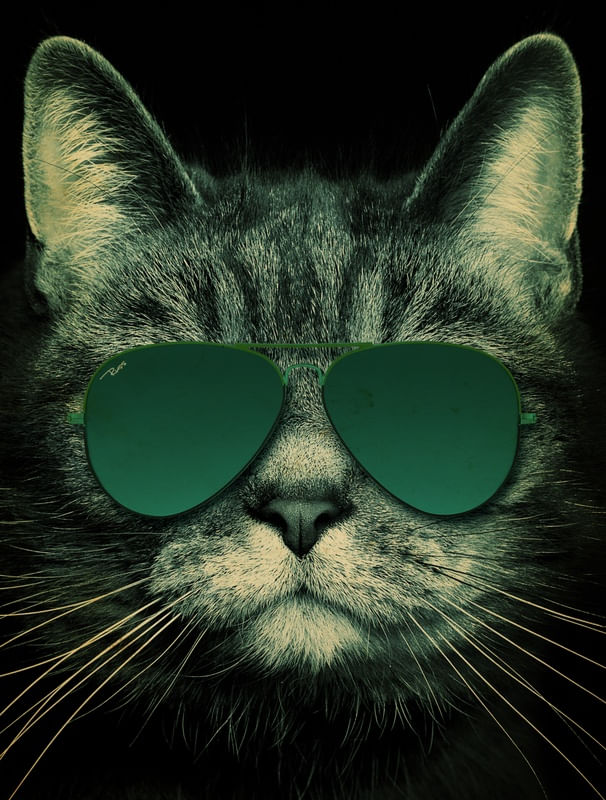 CAT SUNGLASS