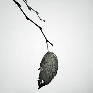 LEAF