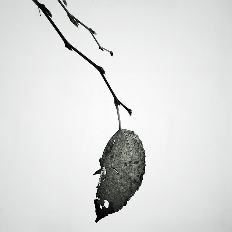 LEAF