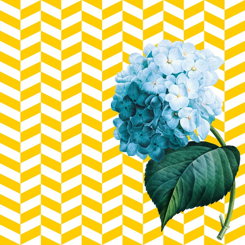 HYDRANGEA