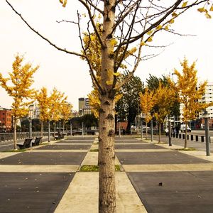 AMARELO II