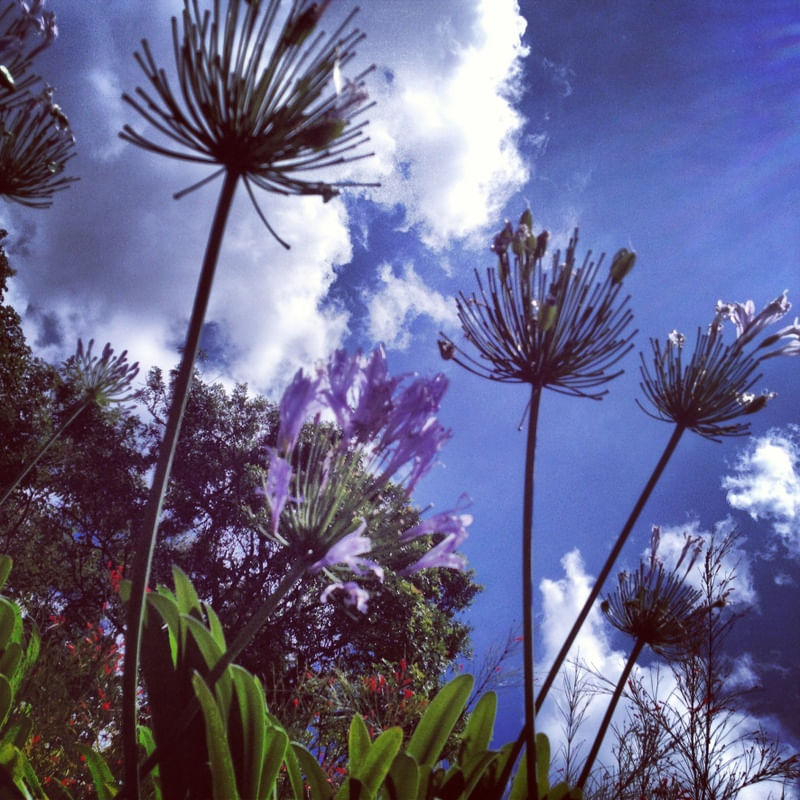 SKY #1