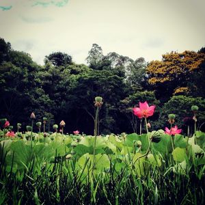 LOTUS #1