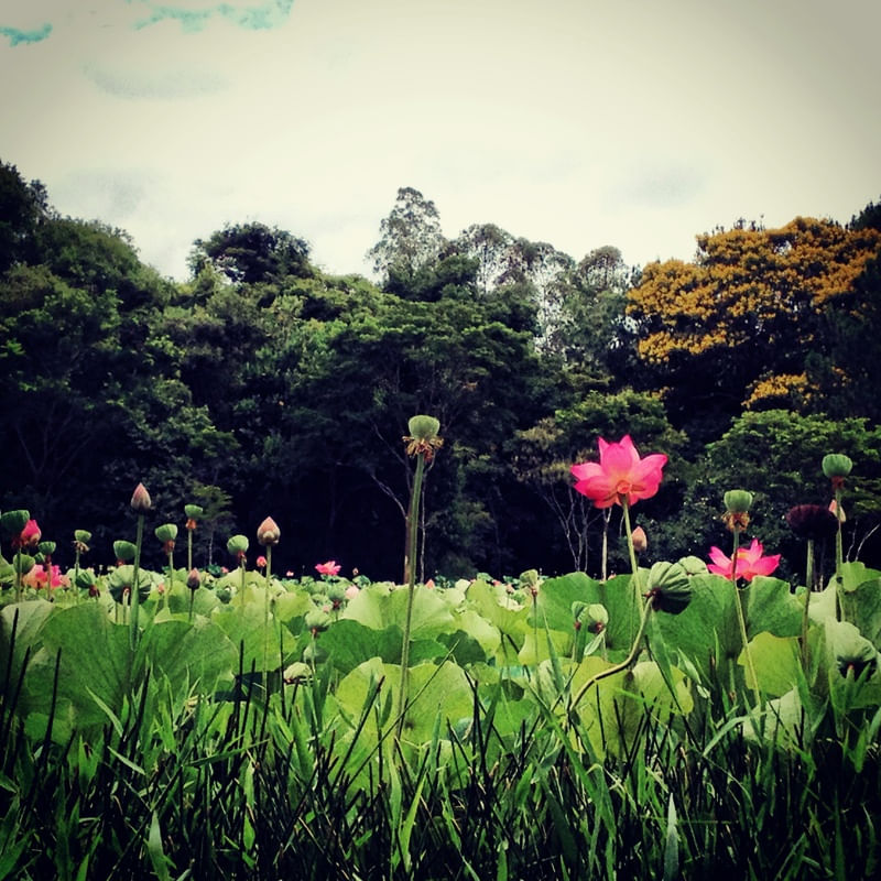 LOTUS #1