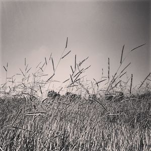 GRASS