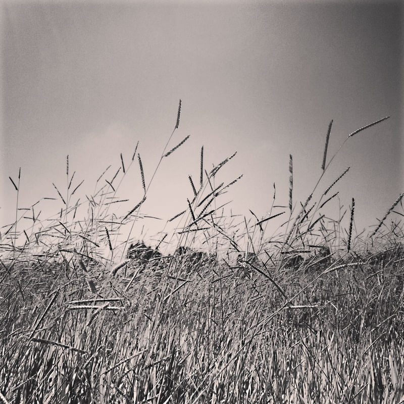 GRASS