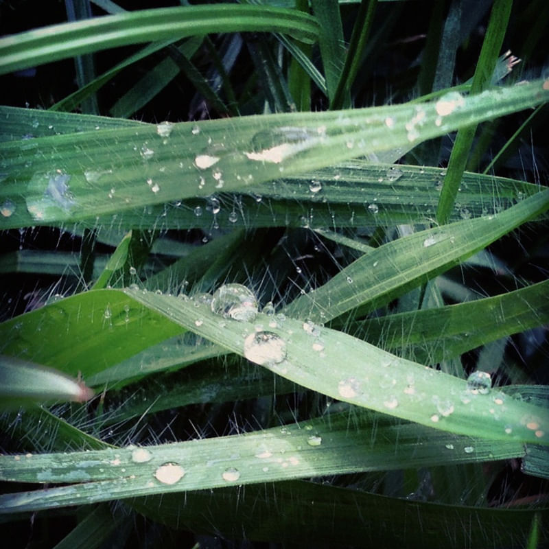 GRASS #2