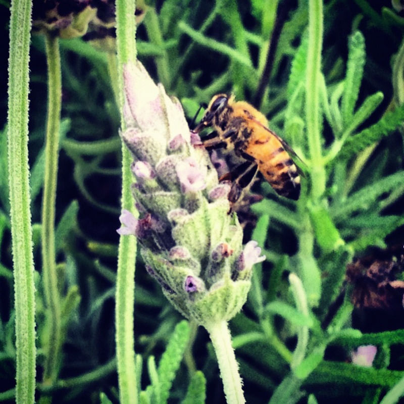 BEE #1