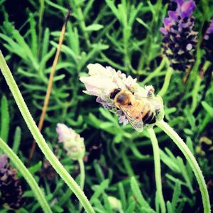 BEE #2
