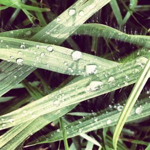 GRASS #3