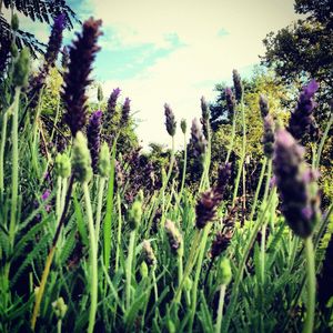 LAVANDER