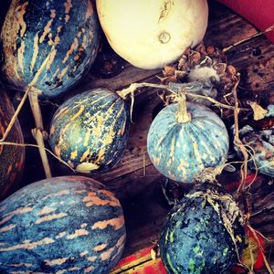 PUMPKIN