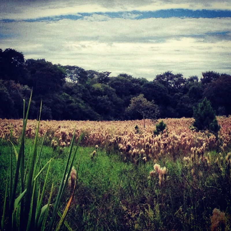 FIELD